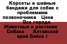 Корсеты и шейные бандажи для собак с проблемами позвоночника › Цена ­ 2 500 - Все города Животные и растения » Собаки   . Алтайский край,Бийск г.